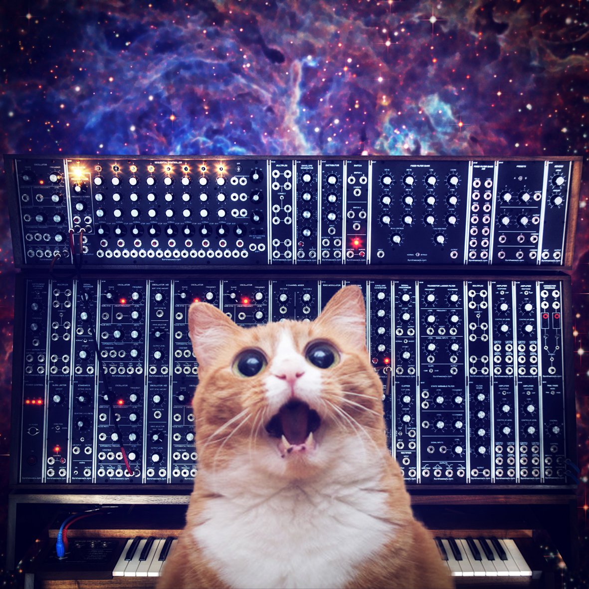 Synth Cat